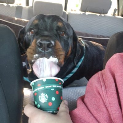 Winnie eating a pupachino